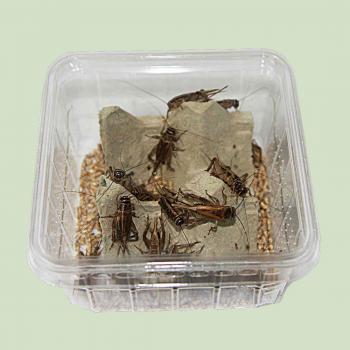 House crickets, large