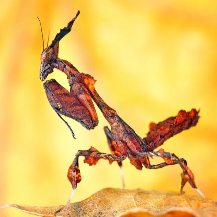 Mantiden