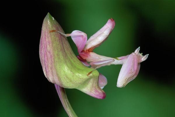 Hymenopus Coronatus (Orchideenmantis)