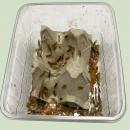 Ofenfischchen, 0,5-Liter-Box